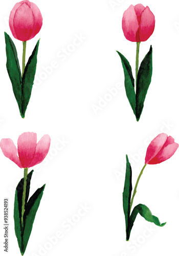 tulip flower