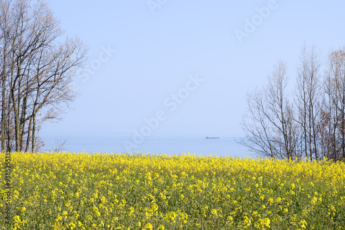 海が見える菜の花畑