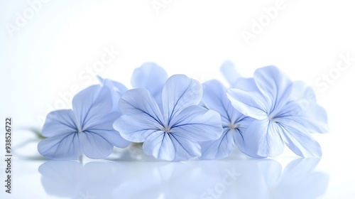 White plumbago or Cape leadwort flowers Close up small blue flowers bouquet isolated on white background : Generative AI photo