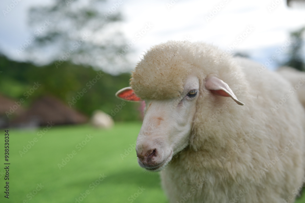 A close-up shot of a sheep, highlighting its clear eyes and thick wool.