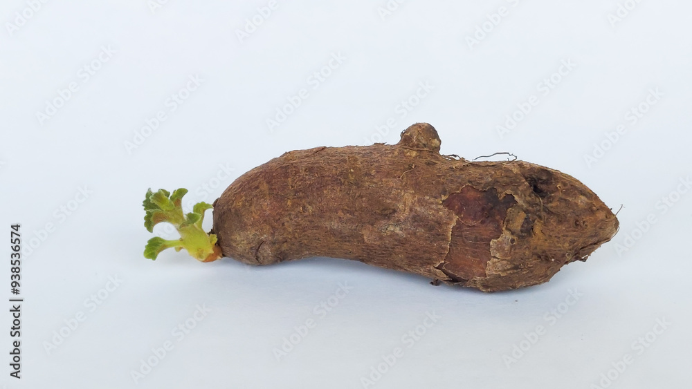 Chinese potato (Plectranthus rotundifolius) sprout in white background. Selective focus image Chinese potato (Plectranthus rotundifolius) sprout in white background. Selective focus image