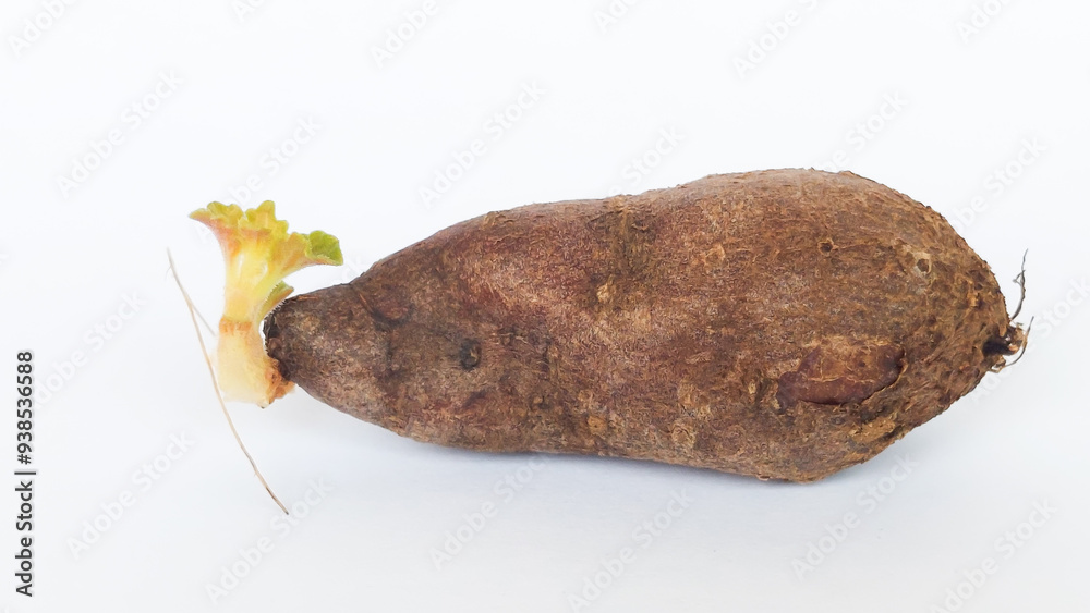 Chinese potato (Plectranthus rotundifolius) sprout in white background. Selective focus image Chinese potato (Plectranthus rotundifolius) sprout in white background. Selective focus image