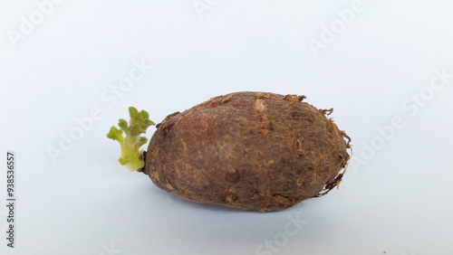 Chinese potato (Plectranthus rotundifolius) sprout in white background. Selective focus image photo