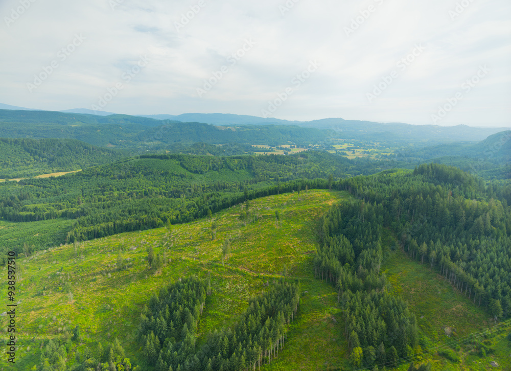 Fototapeta premium A lush green forest with a mountain in the background