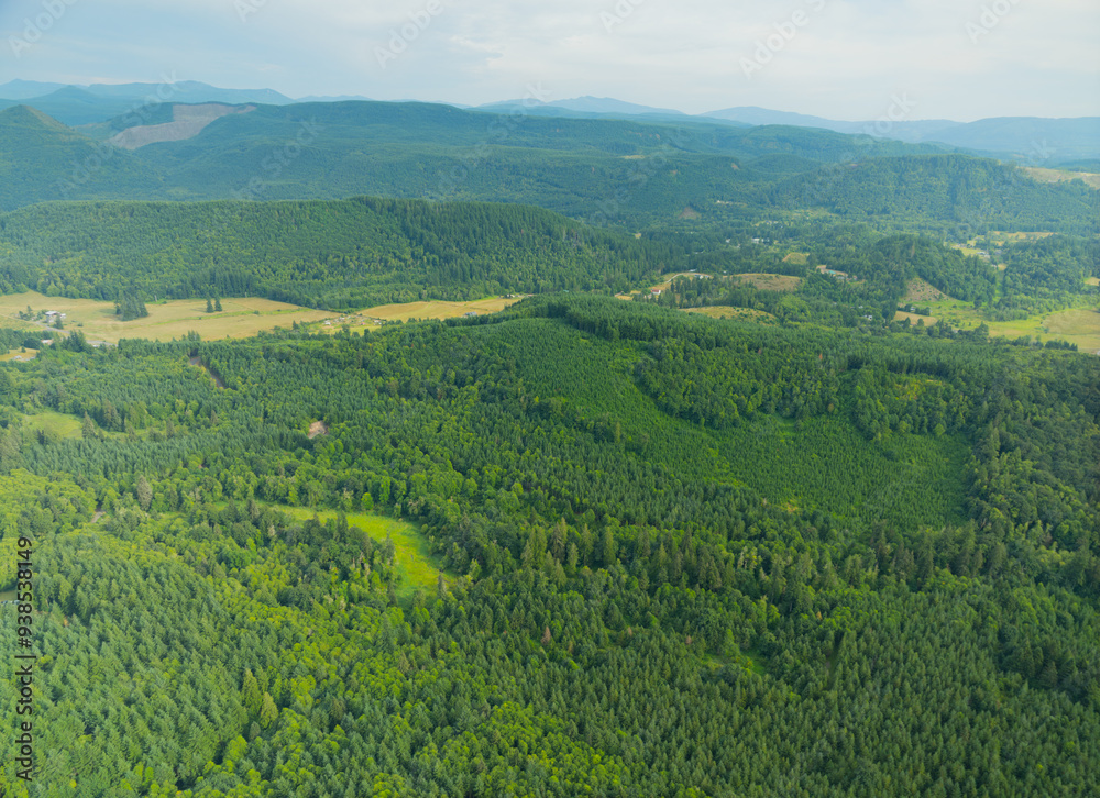 Fototapeta premium A lush green forest with a mountain in the background
