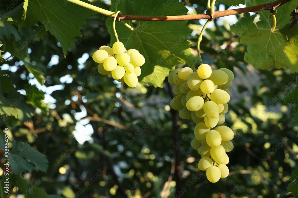 Fresh green grapes growing in vineyard outdoors Fresh green grapes growing in vineyard outdoors