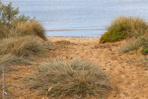 Fototapeta Naklejka Na Ścianę i Meble -  path to the sea through sand dunes and grasses