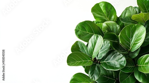 Green foliage ficus lyrata with white background : Generative AI