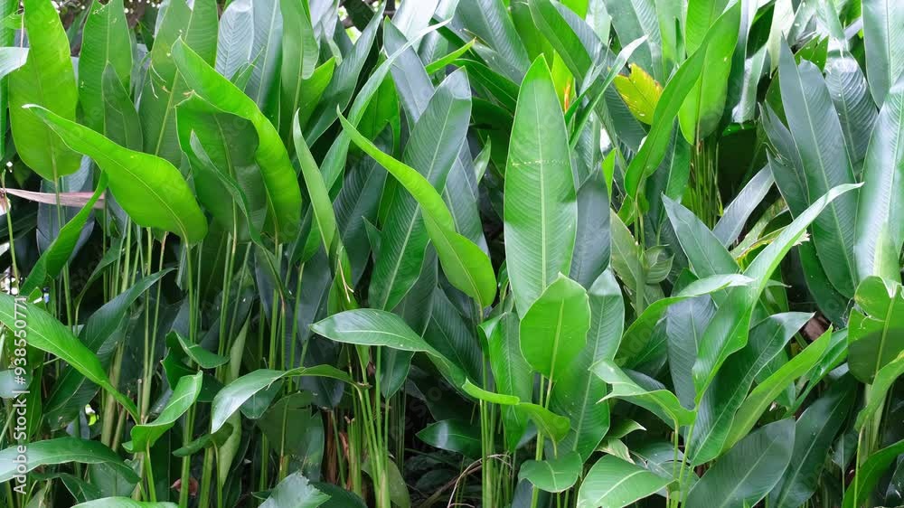 beautiful strelitzia tropical flowers and leaves , tropical nature background 