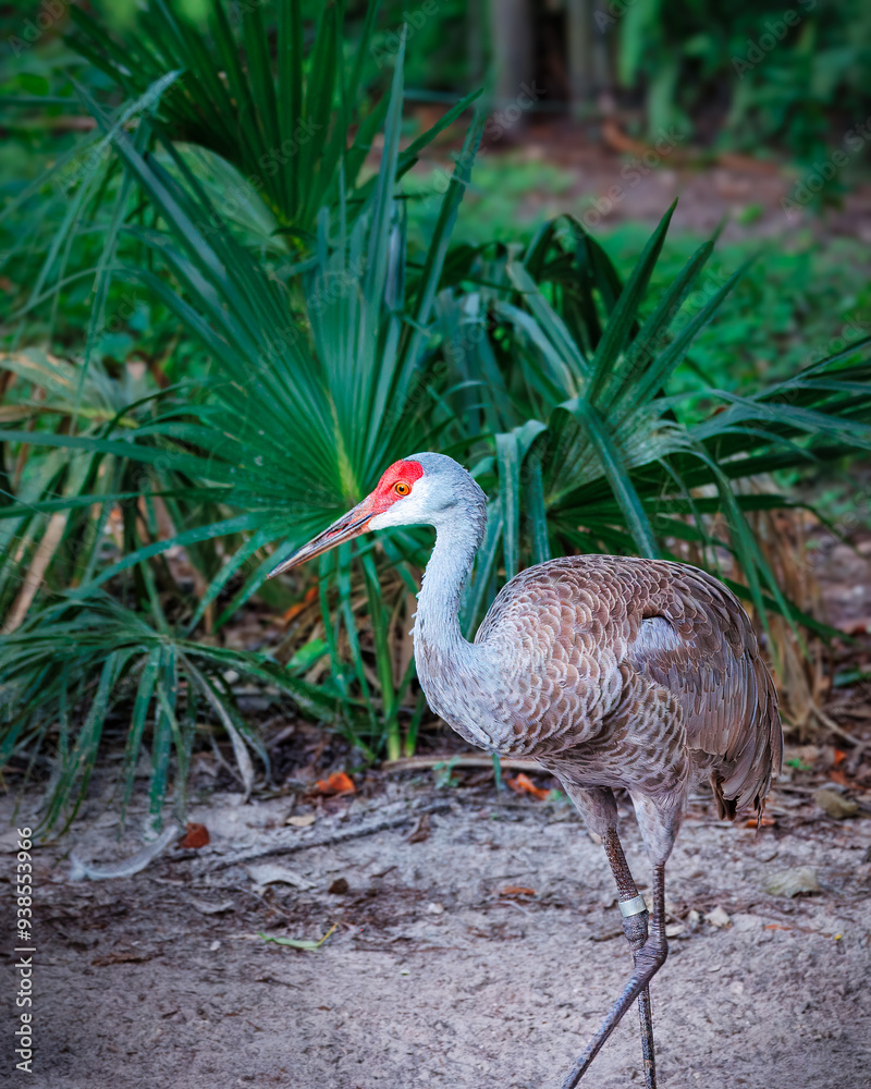 Naklejka premium Florida Sandhill Crane in the Zoo