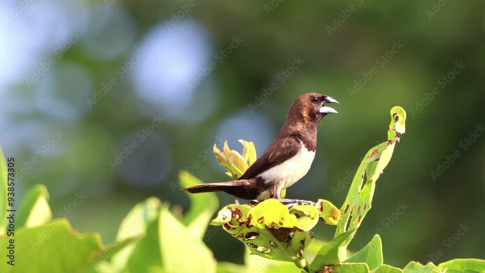 Rice sparrows perch on tree branches Rice sparrows perch on tree branches