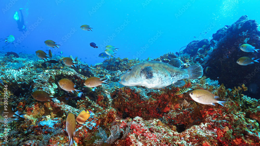Fototapeta premium Underwater photo of a giant Pufferfish at a colorful coral reef off the coast of the island Bali in Indonesia.