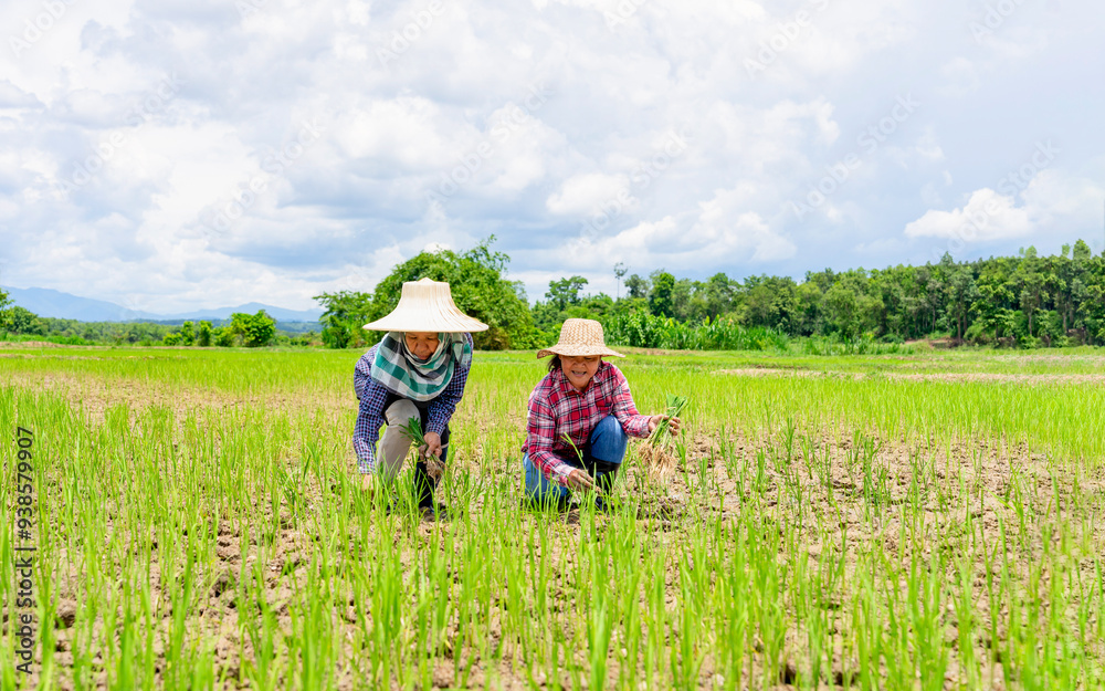 asian female farmers helping each other to replant young sprout rice in the soil in planted area that not enough sprout,local traditional rice cultivation in Thailand asian female farmers helping each other to replant young sprout rice in the soil in planted area that not enough sprout,local traditional rice cultivation in Thailand