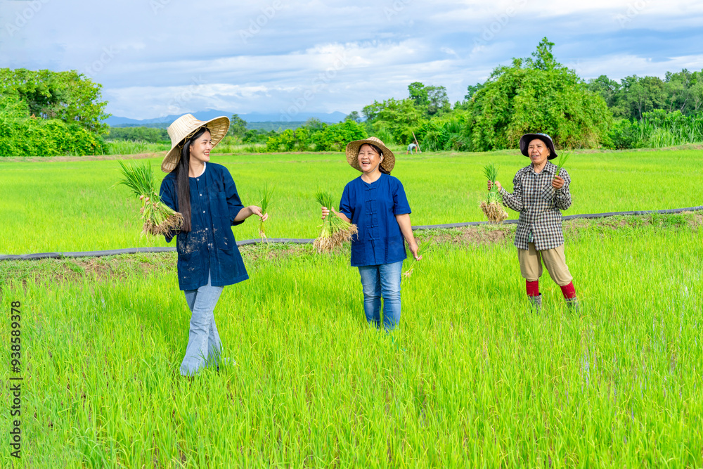 Fototapeta premium group of female asia farmers holding young rice sprouts talking joyfully together in the field while working on a sunny day,concept of Thailand seasonal rice planting