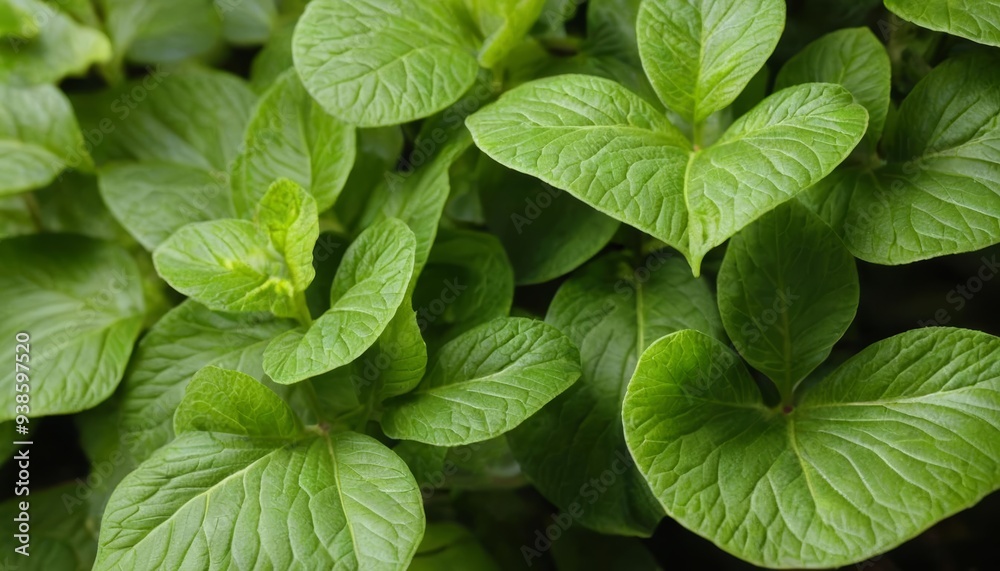 Vibrant green leaves in closeup Vibrant green leaves in closeup