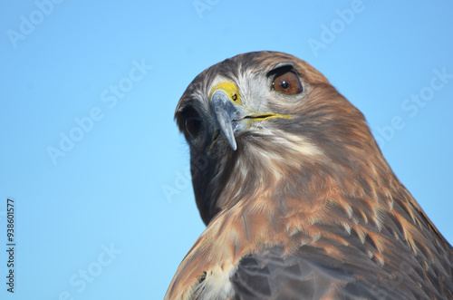 Red tailed hawk with head turned in a puzzled expression looking at you with blue background