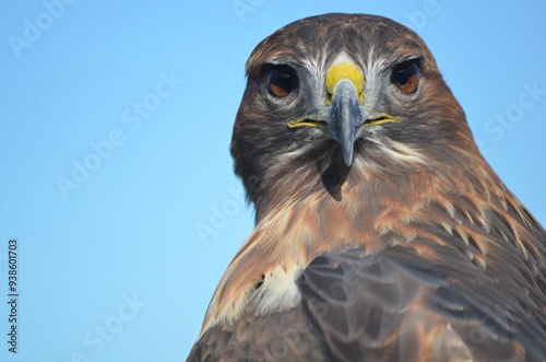 Red tailed hawk with head turned with a serious expression looking at camera with blue background