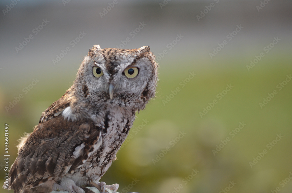 Brown Screech Owl Close up looking at camera with green field background Brown Screech Owl Close up looking at camera with green field background