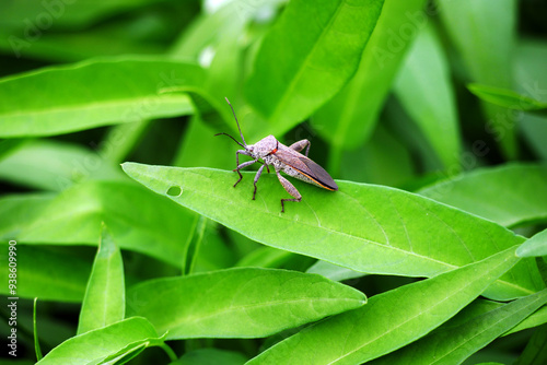 Small pest insects that eat the lush green leaves of kale vegetables photo