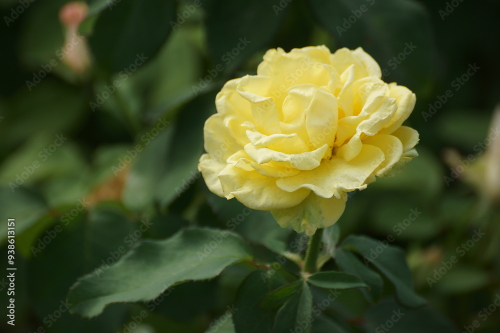 yellow rose yellow rose