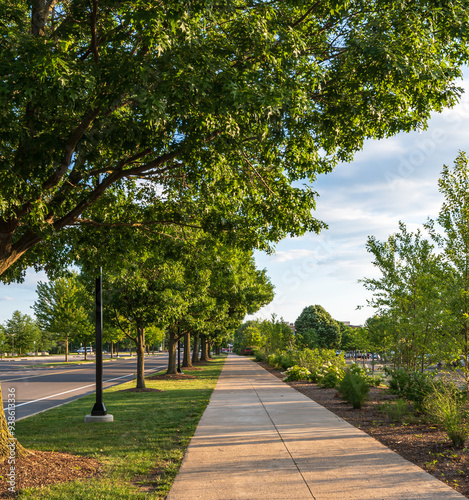 Photography A tree lined sidewalk on the campus of Penn State University in State College, P
