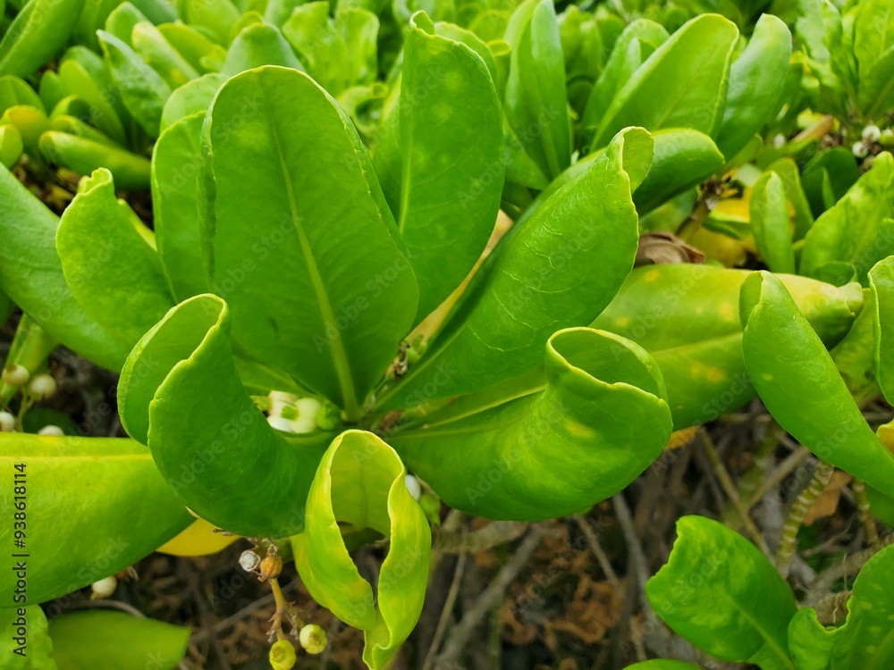 Scaevola Taccada Beach Naupaka Shrub Scaevola Taccada Beach Naupaka Shrub