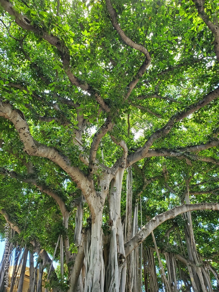 Obraz premium Ancient Banyan Tree Lower Canopy