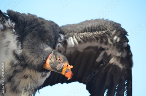 Endangered American Californian Condor in flight close up with wings out in flight