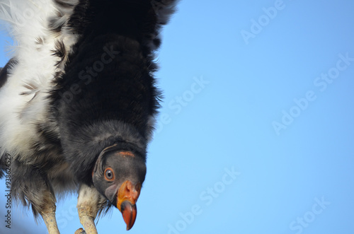 Endangered American Californian Condor in flight close up with wings up in flight