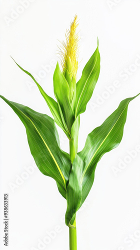 Corn plant isolated on a white background for garden design.