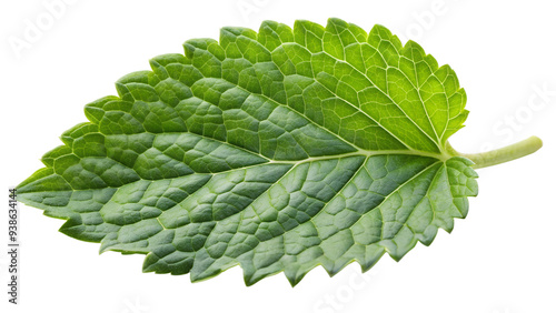 Green and Fresh patchouli leaves on a transparent background photo