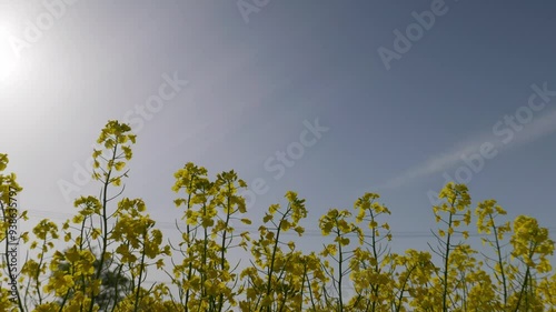 北海道　春の菜の花