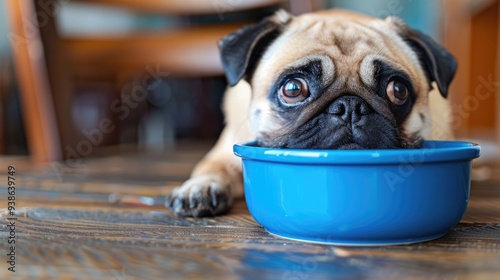 A small pug sits in front of an empty blue bowl, looking at it with a mix of reproach and longing, in a modern, brightly lit room.