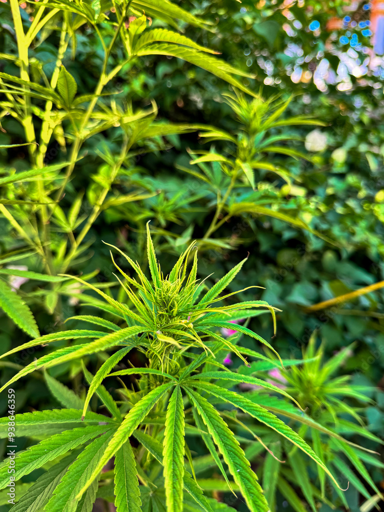 Cannabis leaf and marijuana plant. medical marijuana cannabis Cannabis leaf and marijuana plant. medical marijuana cannabis