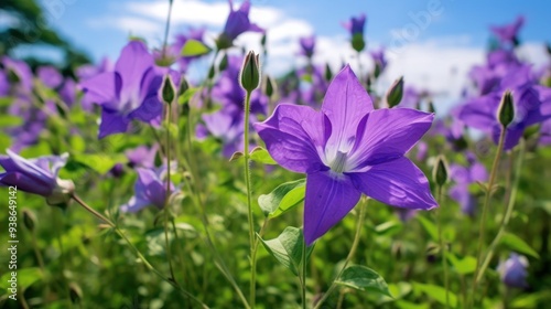 Purple Flower Field