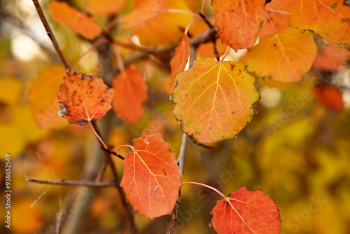 the road to the autumn forest, autumn leaves close-up