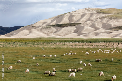 A flock of sheep graze on a plain against the backdrop of snowy mountains on a sunny day photo