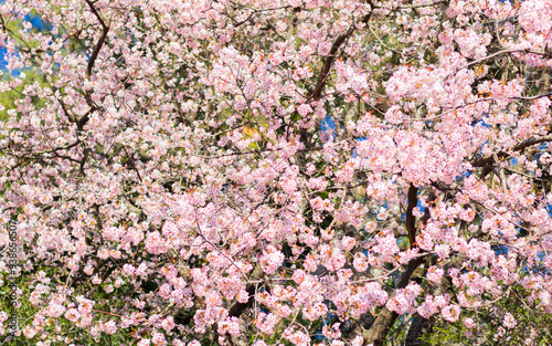 Tree full of cherry blossom or pink sakura flowers during spring season.