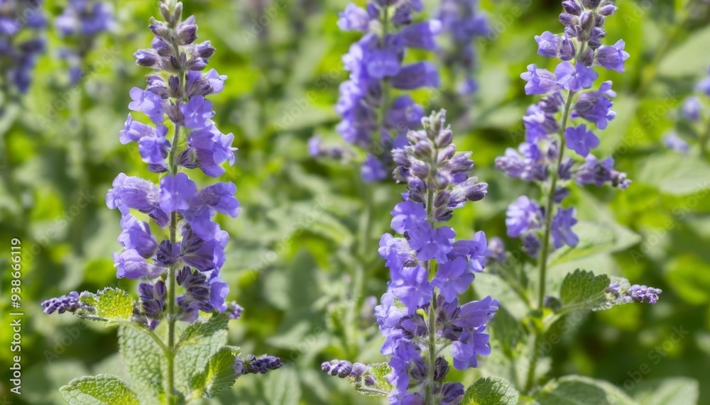 Vibrant purple flowers in a lush garden Vibrant purple flowers in a lush garden