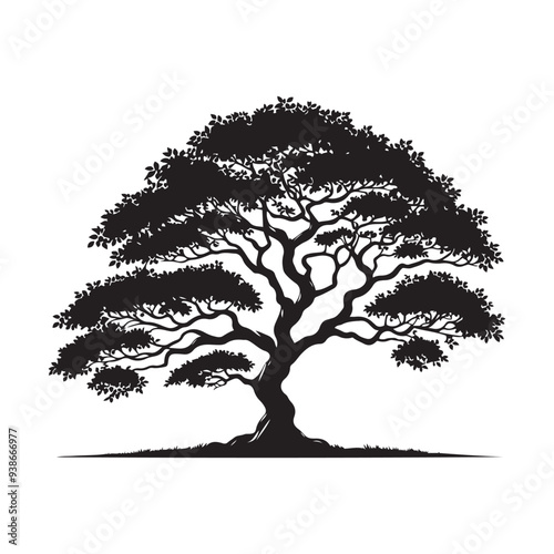 Night sunset shines bright abstract silhouette black bush tree cloud sky nature background, Rain Tree, Samanea saman on blue sky nature background
