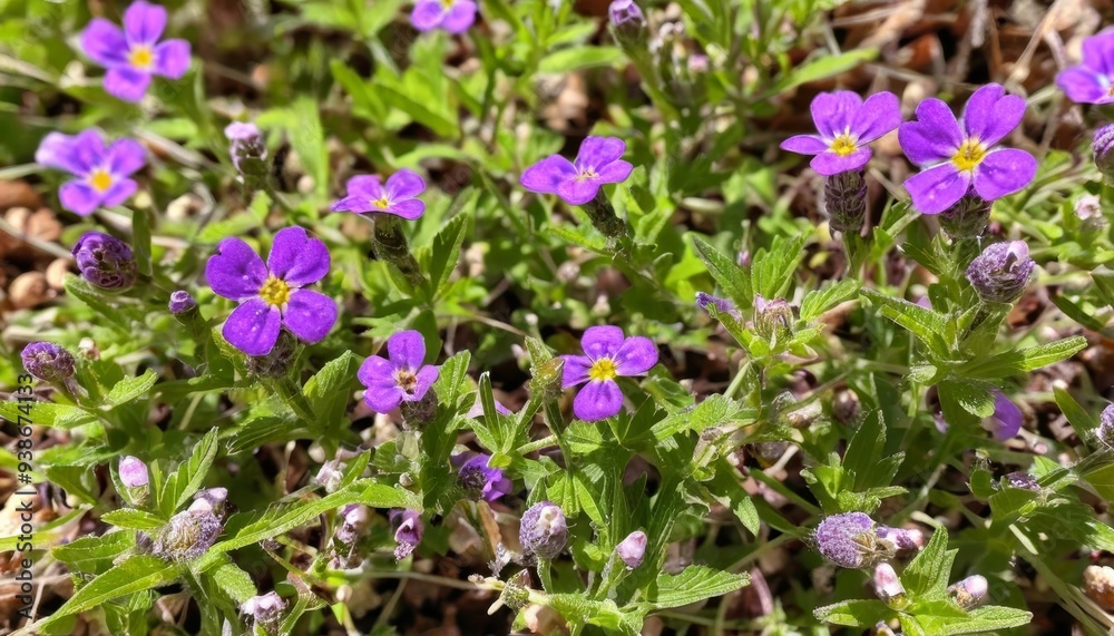 Blooming beauty A field of vibrant purple flowers Blooming beauty A field of vibrant purple flowers