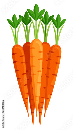 carrot with leaves, illustration of a carrot isolated on white background