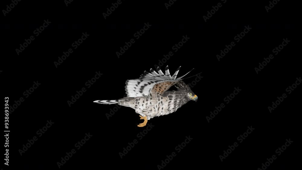 African Crowned Eagle Crested Raptor Bird - Flying Loop - Aerial Side ...