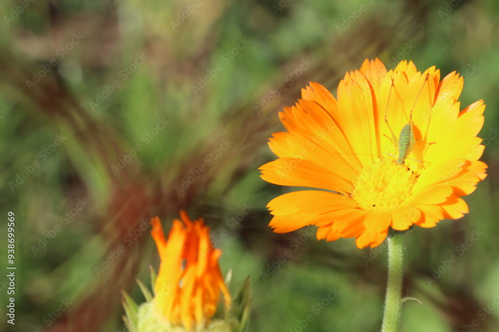 A detailed closeup view of a vibrant orange flower against a green background A detailed closeup view of a vibrant orange flower against a green background