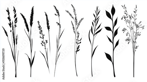 grass silhouette vector, set of silhouette of grasses, vector illustration, black and white