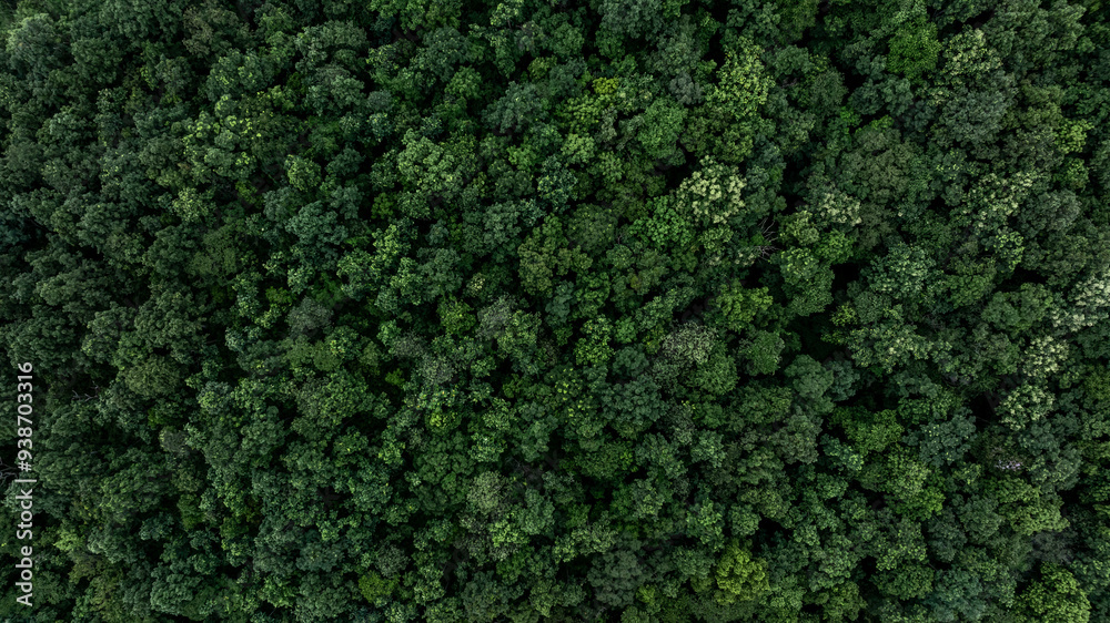 Aerial view nature green forest and green tree forest texture background, Texture and background green tree forest view from above, Nature conservation ecosystem.