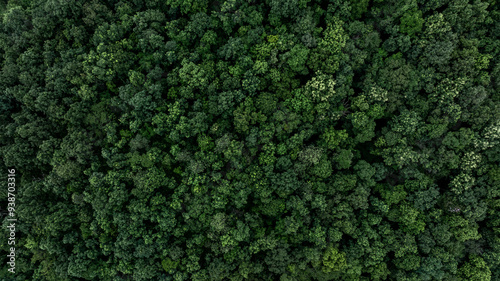Obraz na płótnie Aerial view nature green forest and green tree forest texture background, Texture and background green tree forest view from above, Nature conservation ecosystem. w salonie