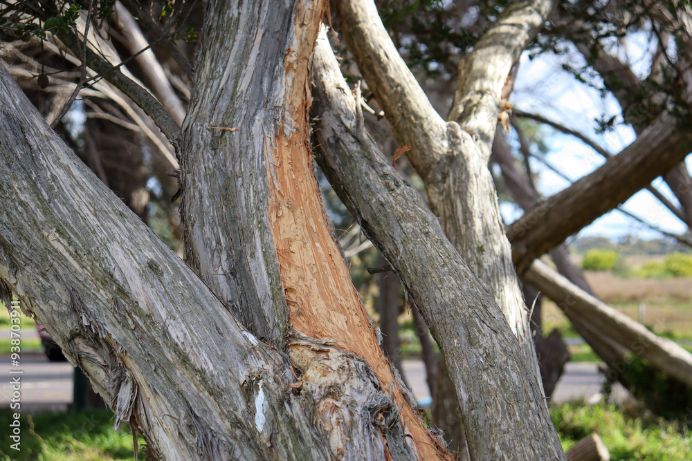 textured tree trunks of tea trees in coastal landscape textured tree trunks of tea trees in coastal landscape