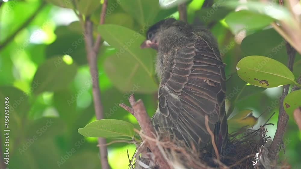 video of red vented bulbul juveniles in the nest , feeding and life in the nest of bird 