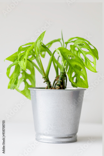 Monstera adansonii (Monstera Obliqua Miq) 